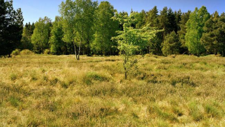 Игра «Найди снайпера»