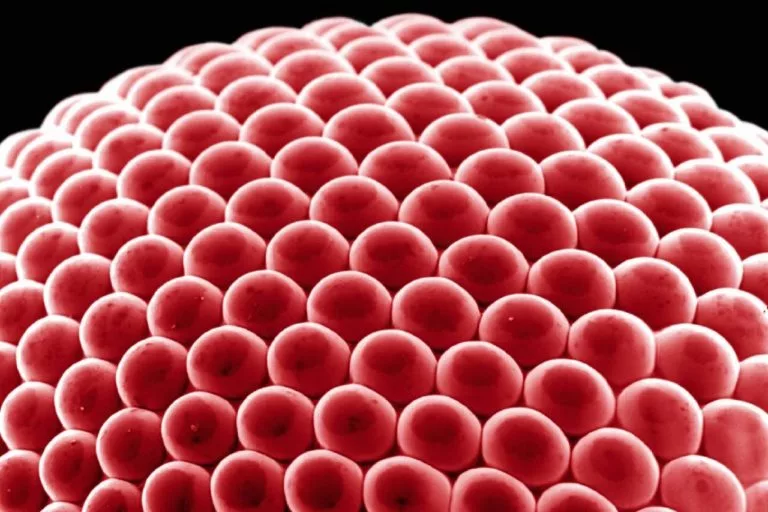 Тест: Сможете узнать повседневные вещи, показанные крупным планом?