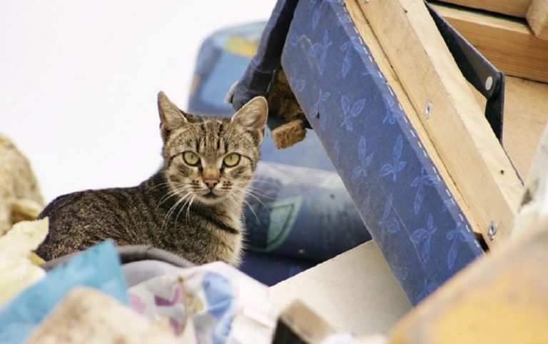 Экологический тест: Что вы знаете о мусоре?