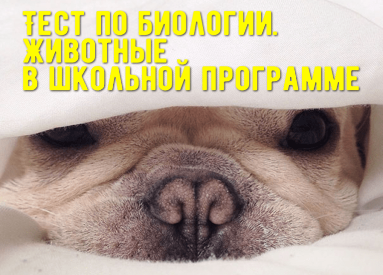 Тест: Какой домашний питомец вам подходит?