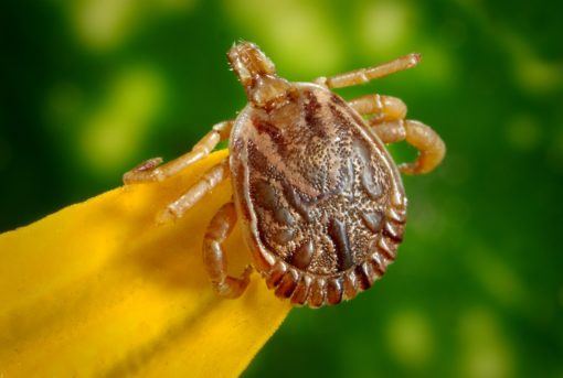 Тест: Каких опасных насекомых, обитающих у нас, ты знаешь?