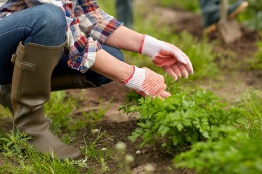 Тест: Насколько вы эрудированный садовод?