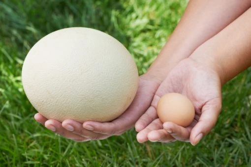 Тест: Угадай, чьё это яйцо?