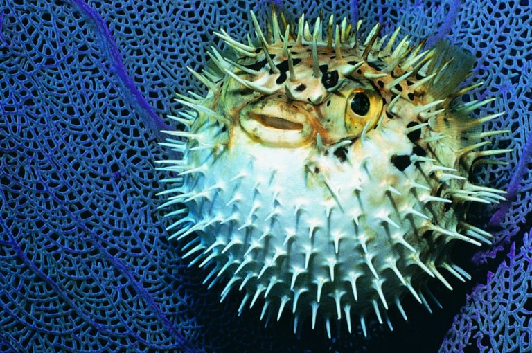 Тест: Какое из этих животных реально опасно?