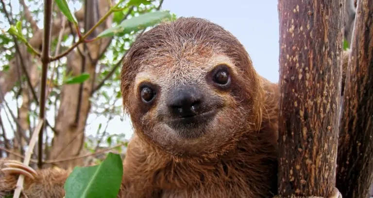 Тест на остроту зрения: Кто скрывается за этой картинкой?