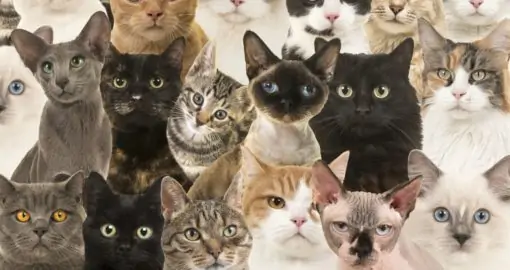 Тест: На какую кошку или кота вы похожи?