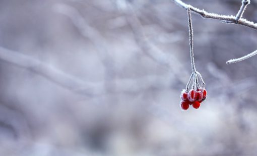 Тест для знатоков: Сможете угадать автора этого стихотворения о зиме?