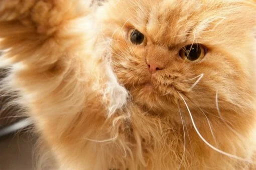 На какого суперзлодея похож ваш кот?