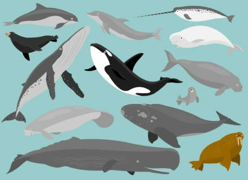 Тест: Кто ты из морских млекопитающих?
