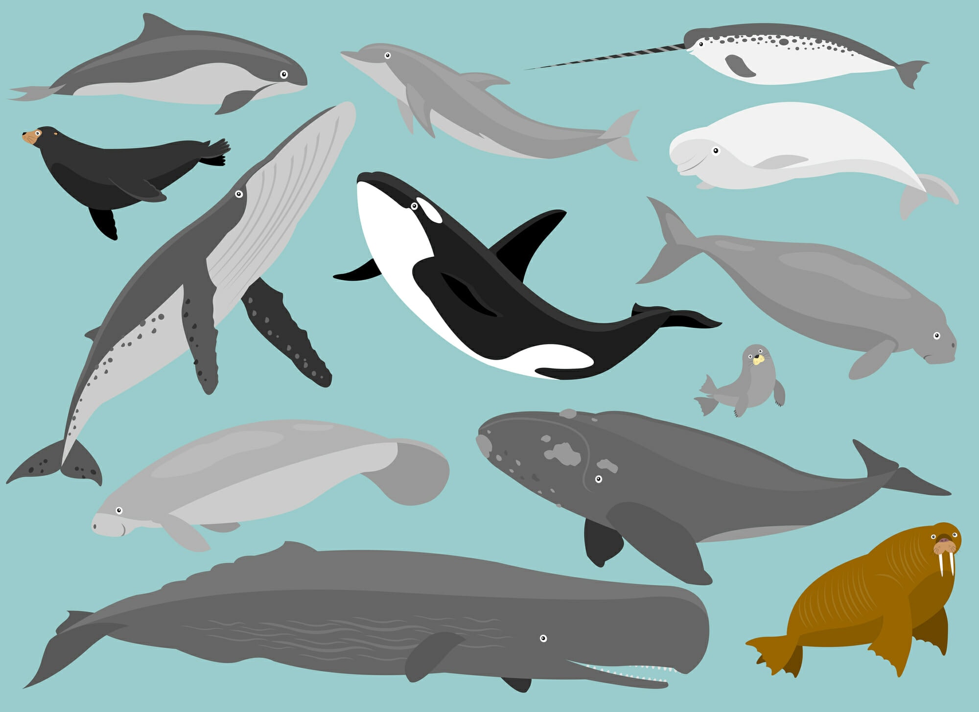 Морские млекопитающие рисунки