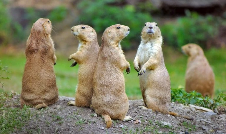 Тест: У каких животных режим дня похож на твой?