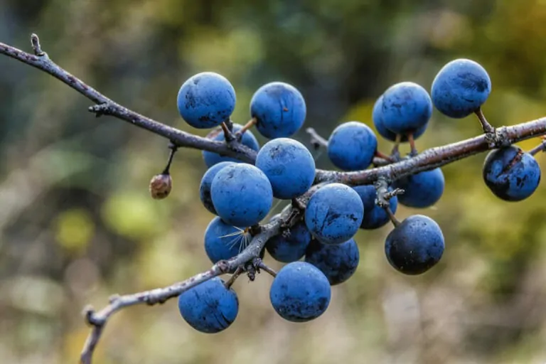 Тест: Какой ты охотник за ягодами?