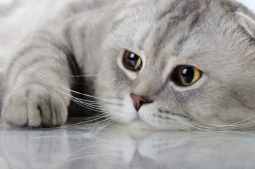 Тест о животных: 15 вопросов о жизни котиков – где миф, а где правда?