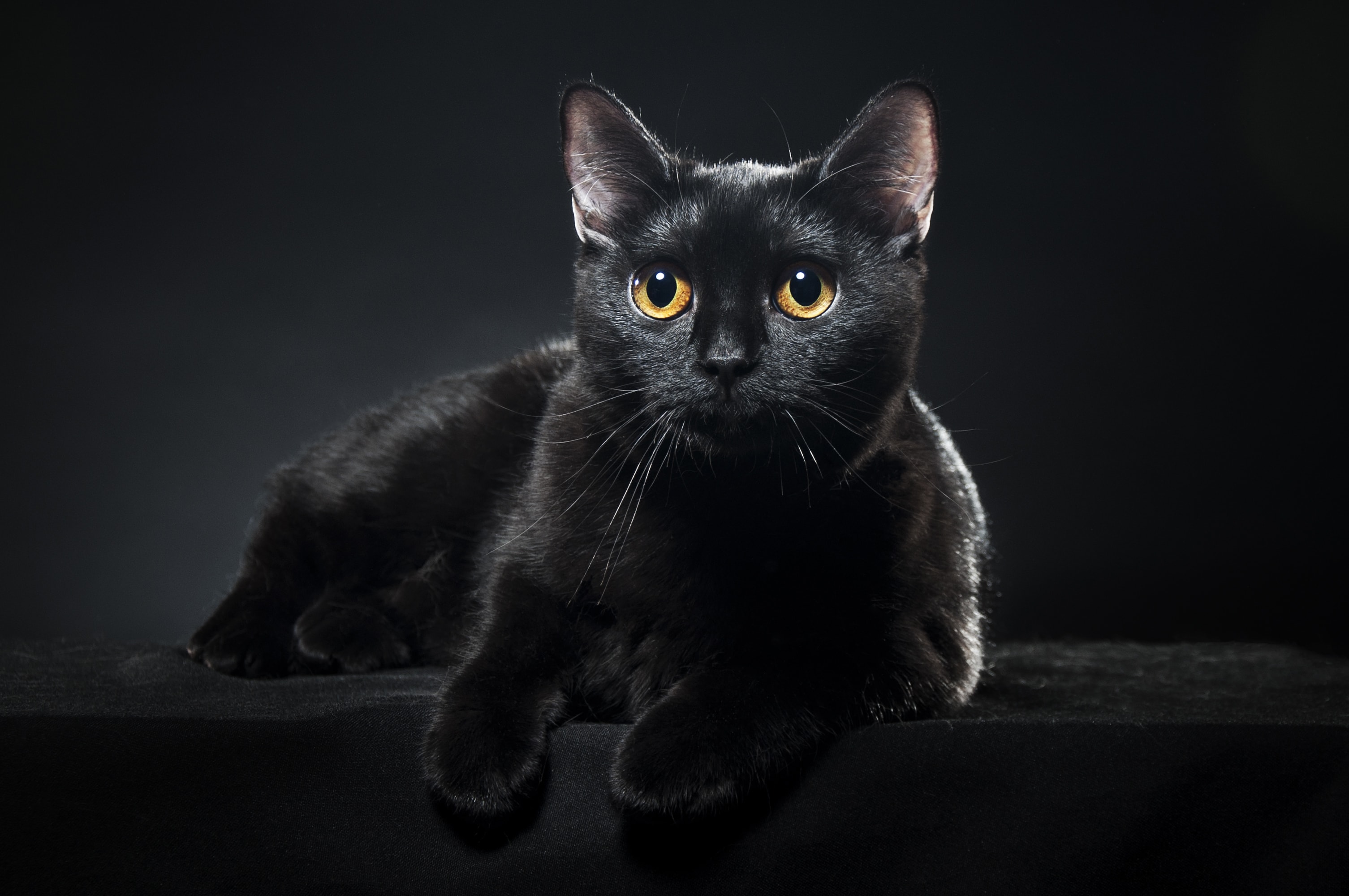 Black cat. Бомбейская черная кошка. Бомбейская кошка фото. Бомбейская кошка Блэк. Бомбейский британец.