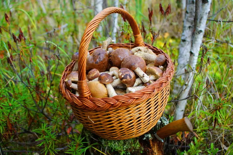 Тест: Насколько хорошо вы знаете названия грибов?