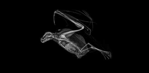 Тест: Сможете ли вы угадать животное по рентгеновскому снимку?