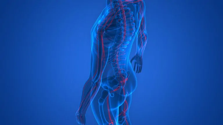 Тест по строению и функциям ЦНС