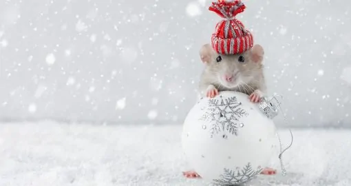 Тест: Знаете ли вы, как правильно встречать год Крысы?