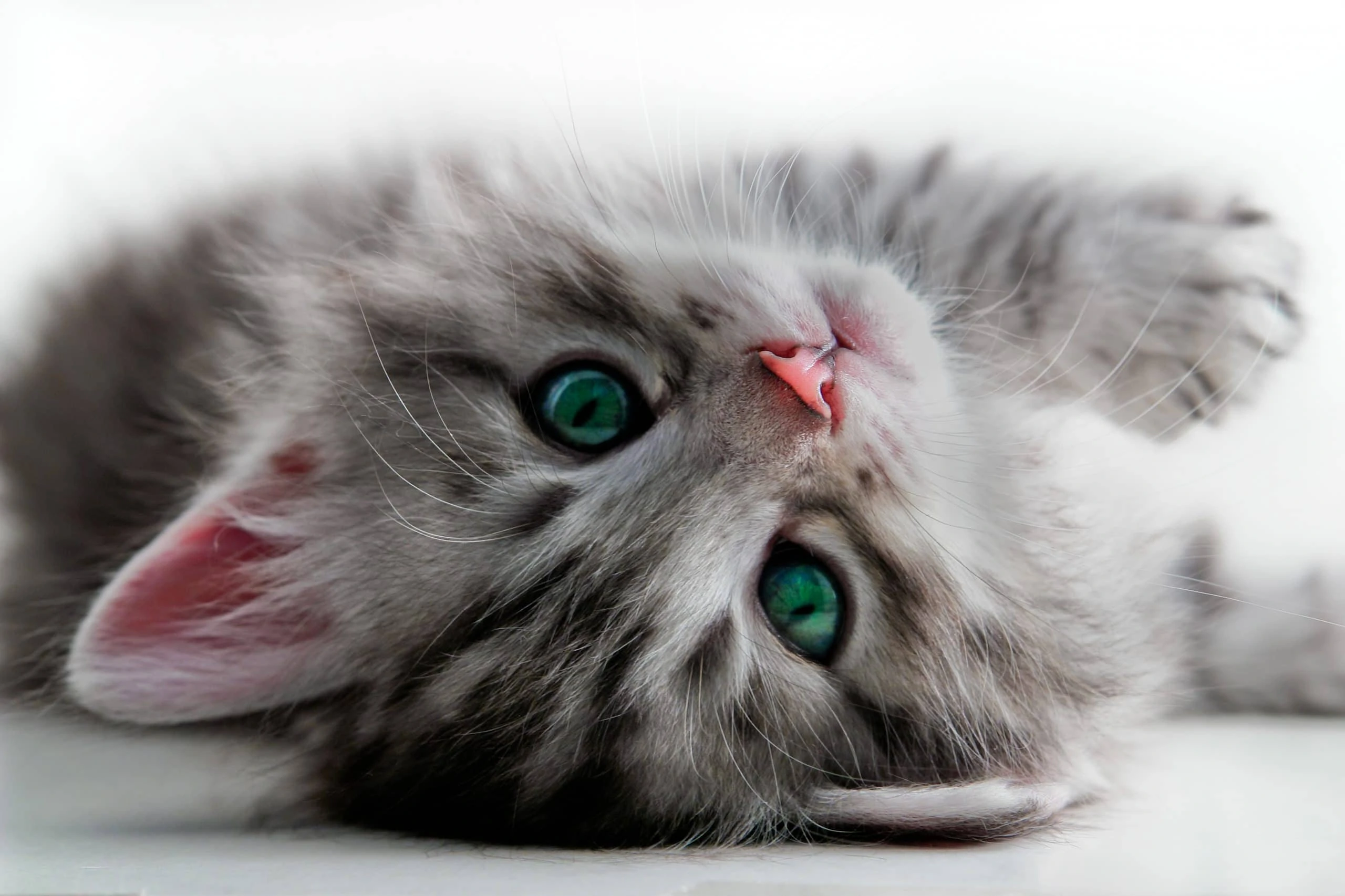 Тест: Так ли хорошо вы знаете кошек? – Популярные Тесты - Ustaliy.ru