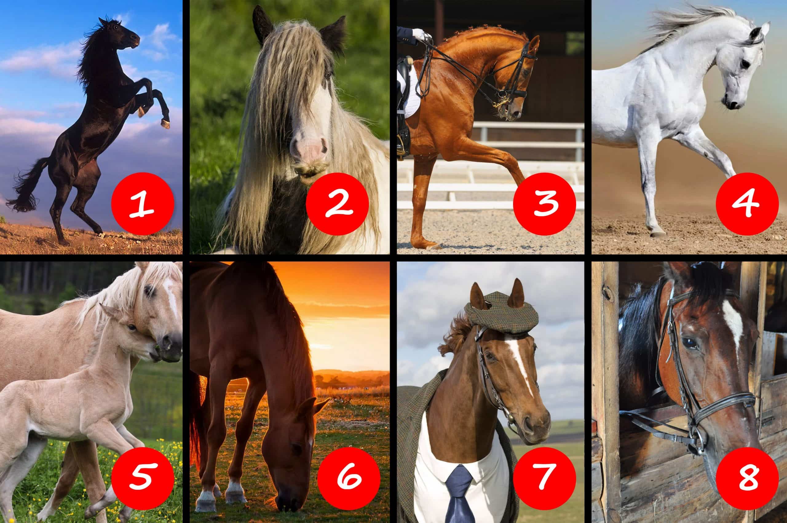 Выбери какую лошадь выбрать
