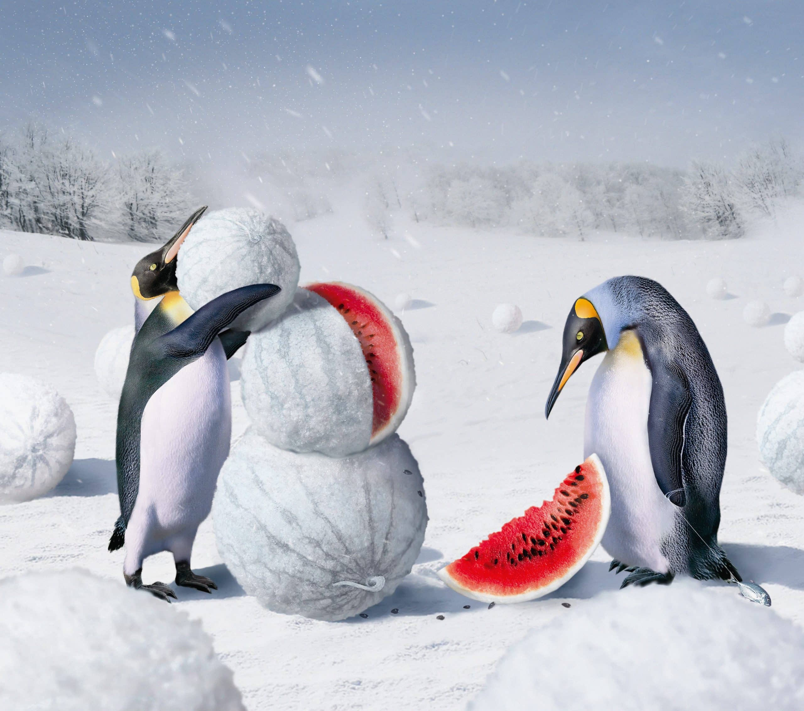 Зима пингвины