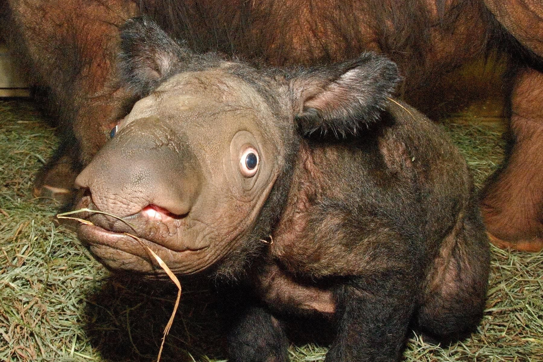 Суматранский носорог детеныш