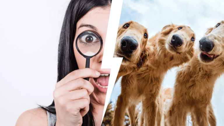 Тест: Cобака с каким характером подойдет вам?