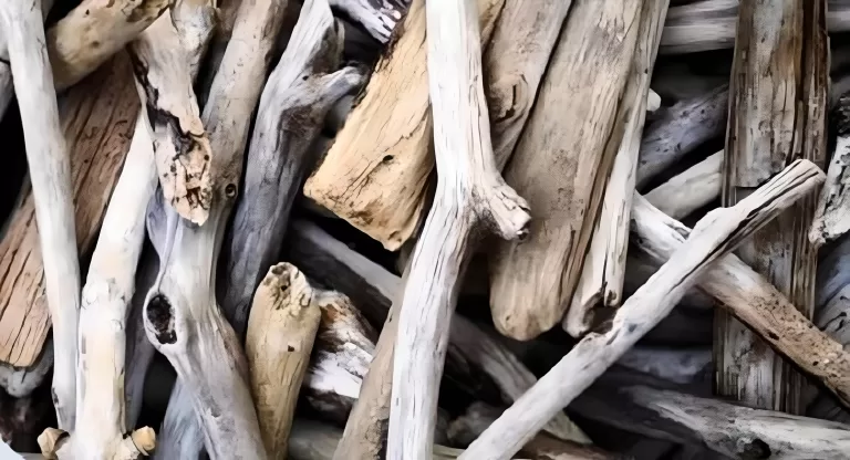 Тест на внимательность: Кто спрятался в куче веток?