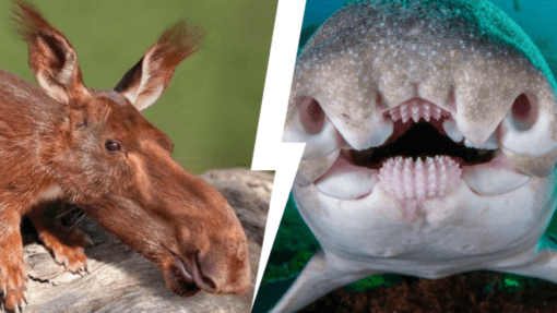 Тест: Отличишь самых необычных реальных животных планеты от фотошопа?