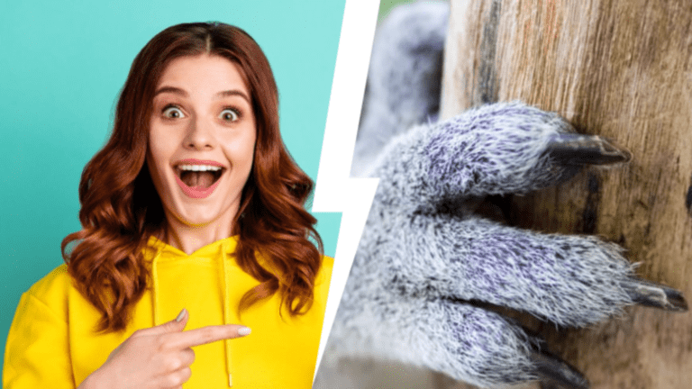 Тест: Угадаете животное по лапкам?