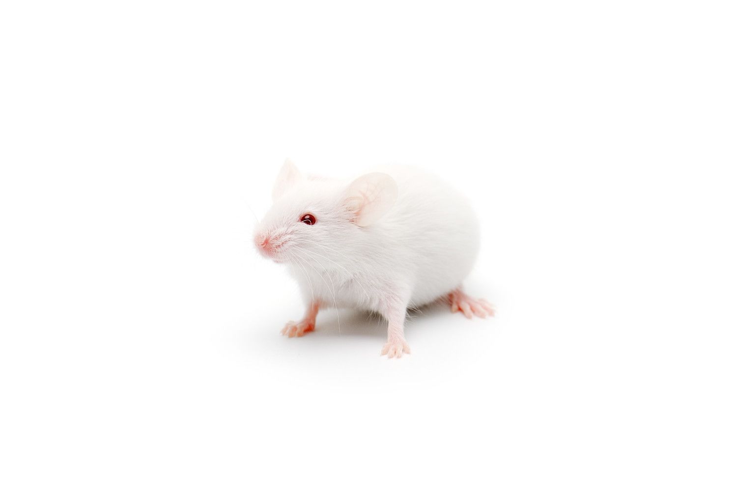 Белая мышь на прозрачном фоне