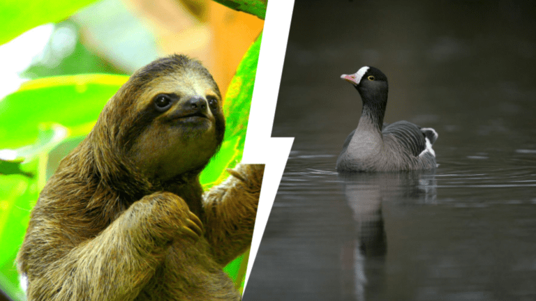 Тест для девочек: Какое ты животное из Московского зоопарка?