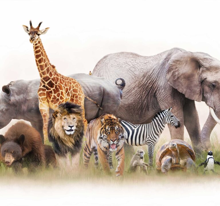 Тест: Выбери животное и узнай тёмную сторону своей личности