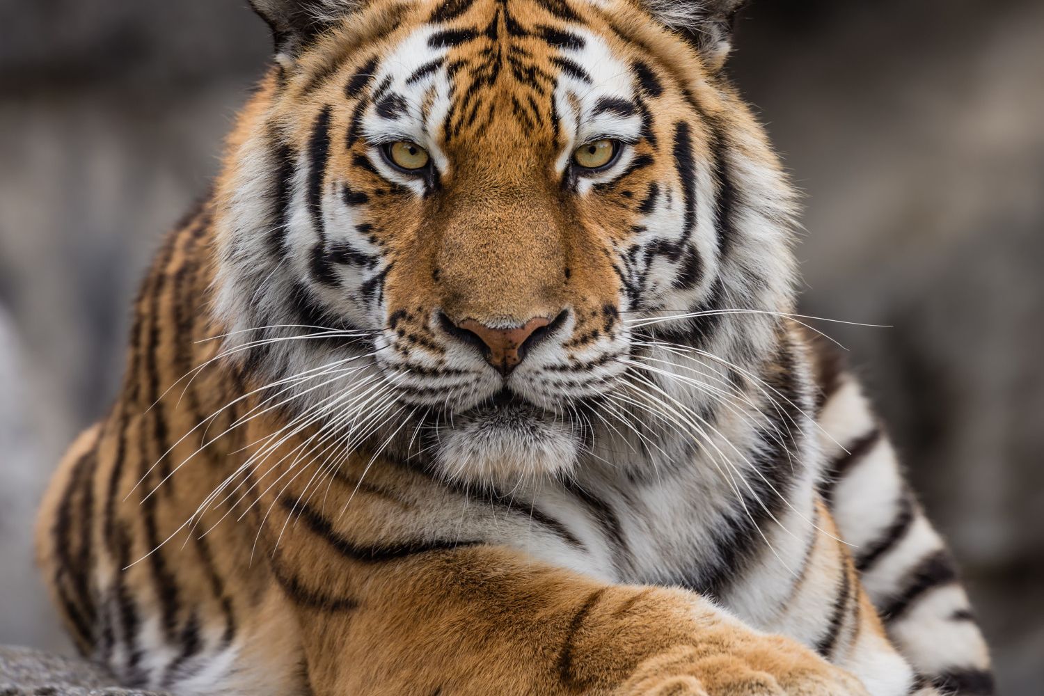 Арты амурских тигров