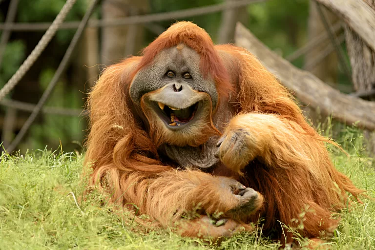 Насколько хорошо ты знаешь орангутанов?