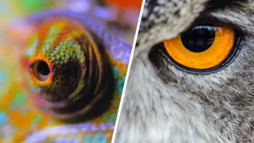 Тест на знание животных: чьи это глаза?