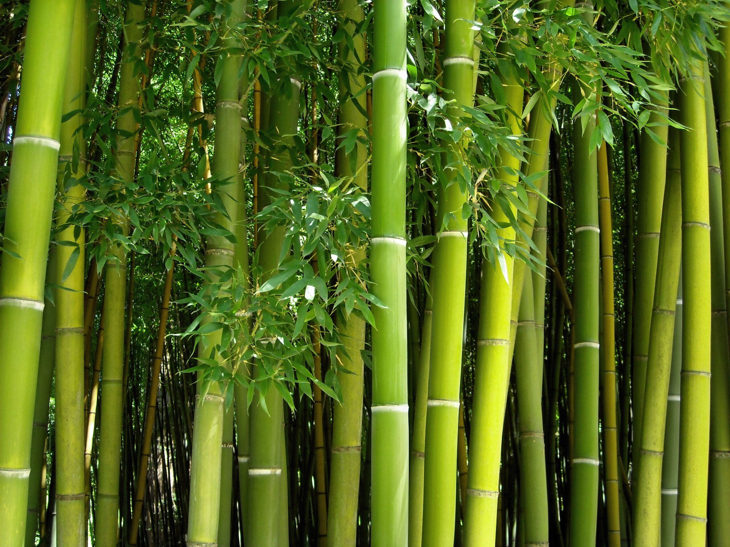 Bambú como plantarlo