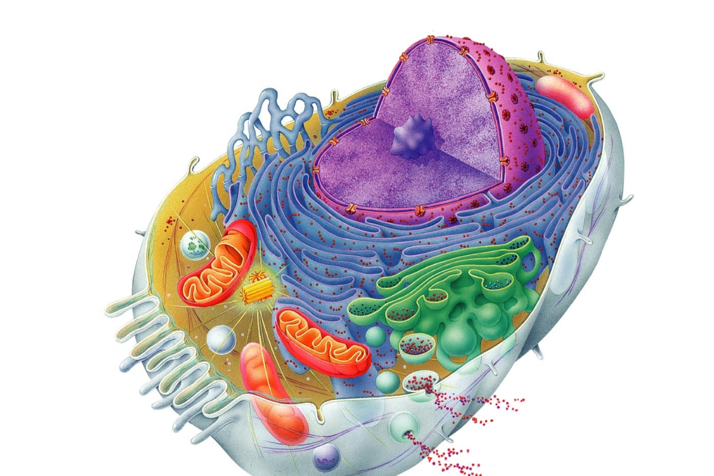 Животная клетка рисунок с подписями органоидов
