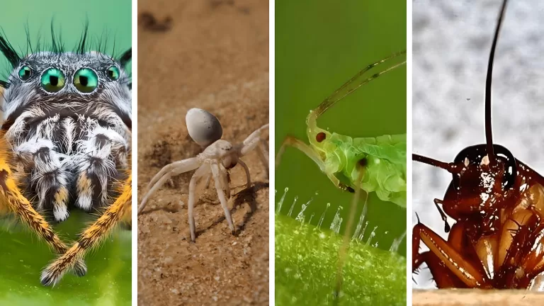 Что вы знаете о насекомых?