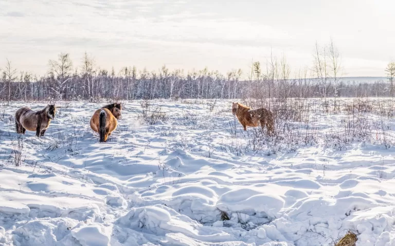 Что вы знаете о географии и чудесах природы Якутии?
