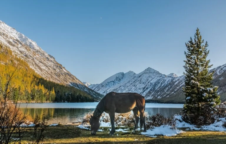 Тест: Знатоки, каковы ваши знания о природе России?