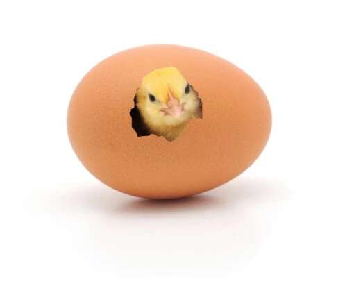 Тест: Ты курица или яйцо?