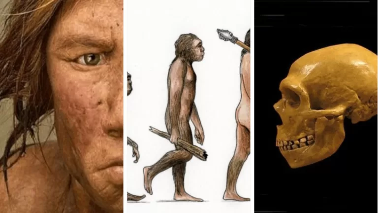 Что вы помните об эволюции человека?