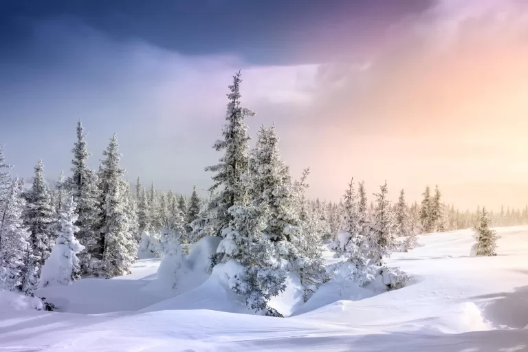 Всё ли вы знаете о снеге? Проверьте свои знания