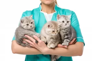 Какую из редких пород кошек вам стоит завести?