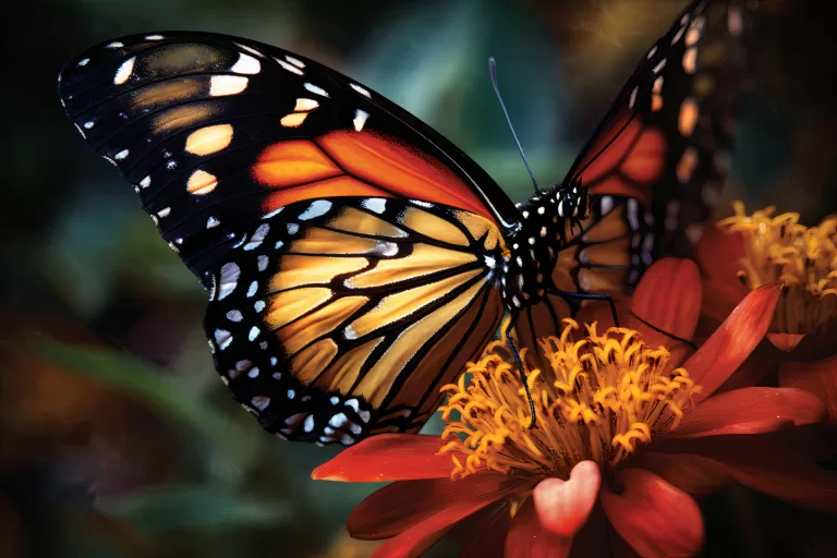 Вопросы на знание удивительных бабочек