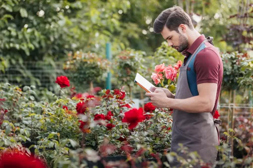 Тест: ваша голова – сокровищница знаний о розах, если ответите 100% правильно