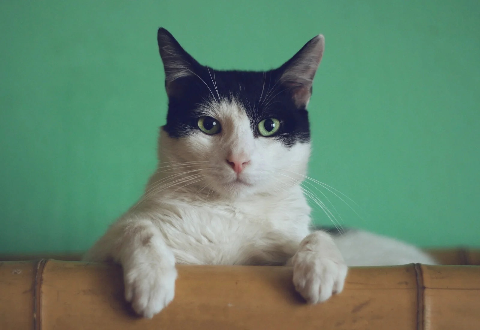 black and white cat lying on brown bamboo chair inside room