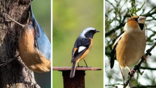 Тест: вы ‑ знаток природы, если знаете хотя бы 15 из 20 сложных вопросов на знание лесных птиц