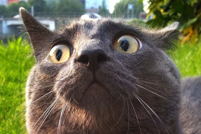 Тест на отличное знание мемов о котиках